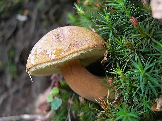 La flora micologica oltre i 1000 m.